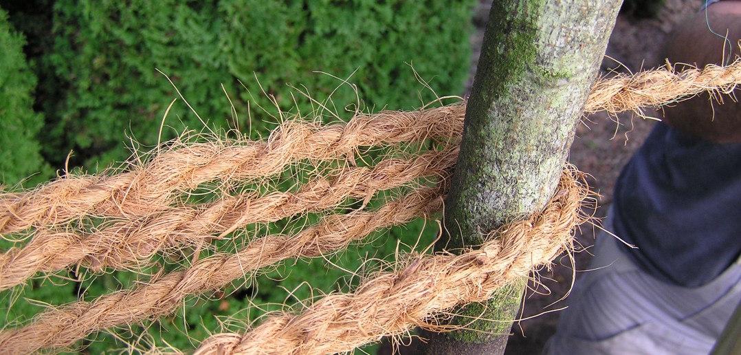 Baum Am Pfahl Befestigen